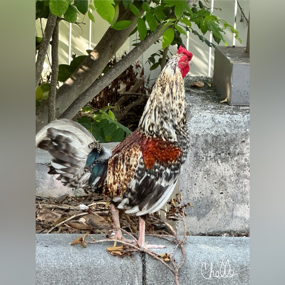 Key West Rooster Canvas Art 11x14